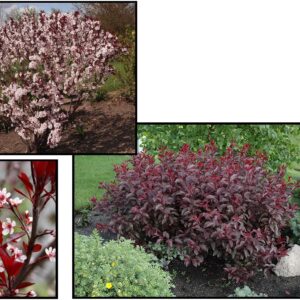 PURPLE LEAF SAND CHERRY