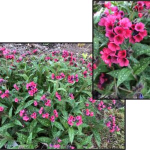LISA MARIE LUNGWORT