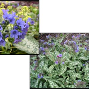 TREVI FOUNTAIN LUNGWORT