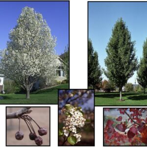 CHANTICLEER® PEAR