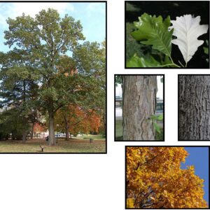 SWAMP WHITE OAK