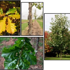 AMERICAN DREAM® SWAMP WHITE OAK