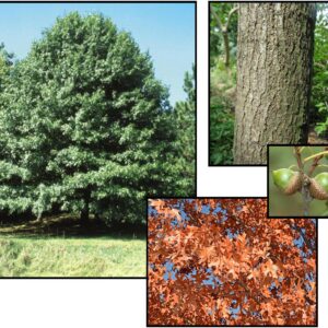 NORTHERN PIN OAK