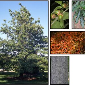 SHINGLE OAK