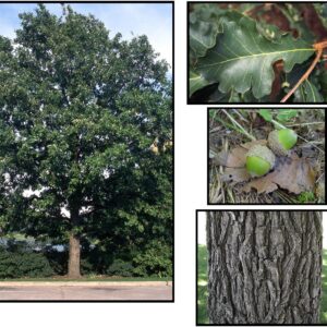 BUR OAK