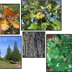 URBAN PINNACLE® BUR OAK
