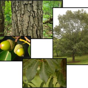 CHESTNUT OAK