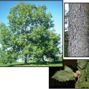 CHINKAPIN OAK
