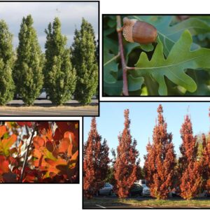 CRIMSON SPIRE™ OAK