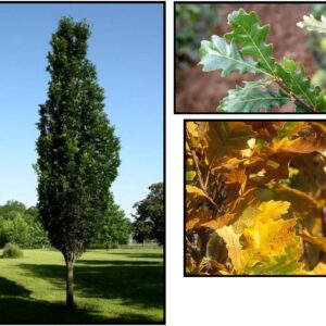 REGAL PRINCE OAK