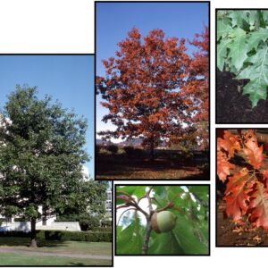 RED OAK