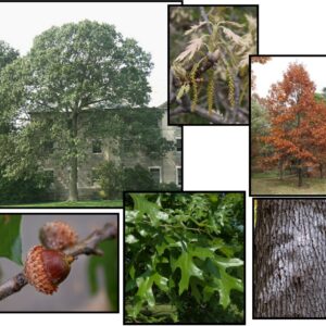 NORTHERN BLACK OAK
