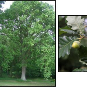 HERITAGE OAK