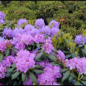 BOURSAULT RHODODENDRON