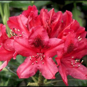 NOVA ZEMBLA RHODODENDRON