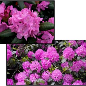 ROSEUM ELEGANS RHODODENDRON