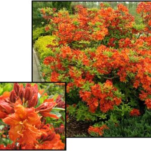 GIBRALTAR AZALEA