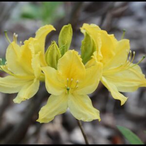 LEMON LIGHTS AZALEA