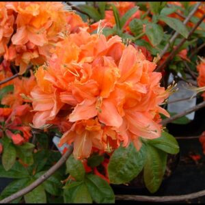 MANDARIN LIGHTS AZALEA