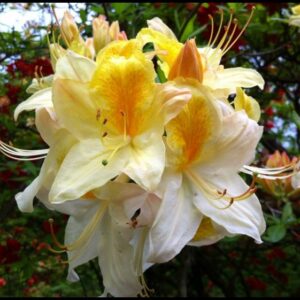 NORTHERN HI LIGHTS AZALEA