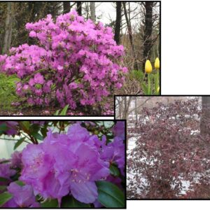 PJM RHODODENDRON