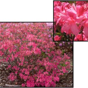 ROSEY LIGHTS AZALEA