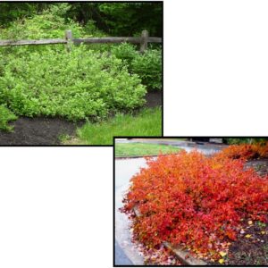 GRO-LOW FRAGRANT SUMAC