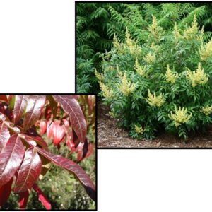 PRAIRIE FLAME™ SHINING SUMAC