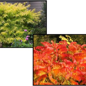 TIGER EYES® CUTLEAF STAGHORN SUMAC