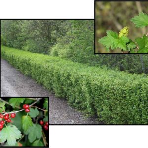 ALPINE CURRANT