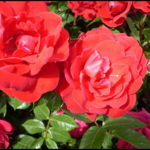 EASY ELEGANCE® ROSE COMO PARK