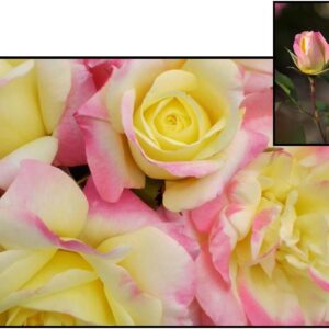 EASY ELEGANCE® ROSE MUSIC BOX