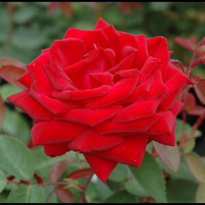 EASY ELEGANCE® ROSE KASHMIR