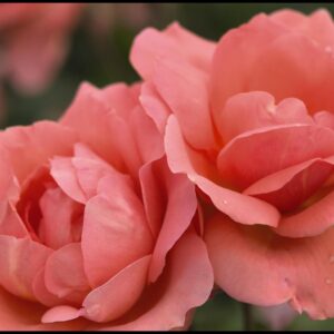 EASY ELEGANCE® ROSE SWEET FRAGRANCE