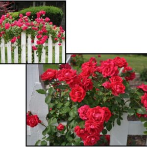 CLIMBING ROSE BLAZE