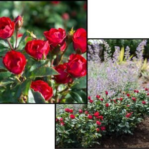 KNOCK OUT® ROSE PETITE