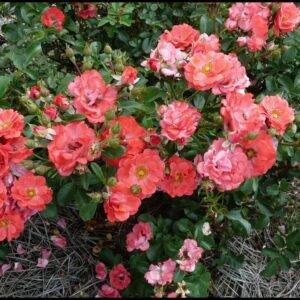 DRIFT® ROSE CORAL