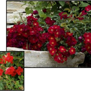 DRIFT® ROSE RED