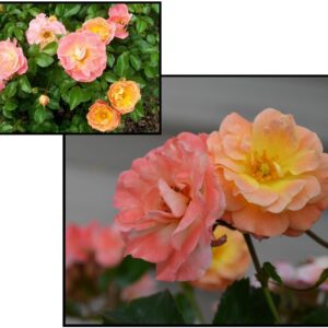DRIFT® ROSE PEACH