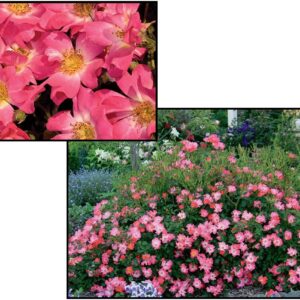DRIFT® ROSE PINK
