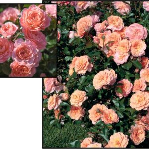 DRIFT® ROSE APRICOT
