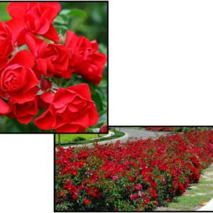 FLOWER CARPET® ROSE SCARLET