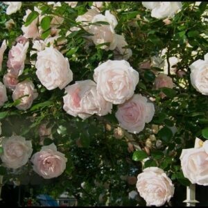 CLIMBING ROSE NEW DAWN