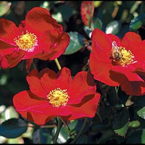 FLOWER CARPET ROSE RED
