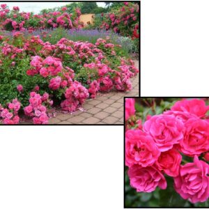 FLOWER CARPET® ROSE PINK SUPREME