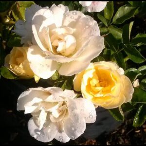 DRIFT® ROSE POPCORN
