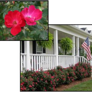 KNOCK OUT® ROSE RED