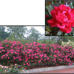 KNOCK OUT® ROSE RED DOUBLE