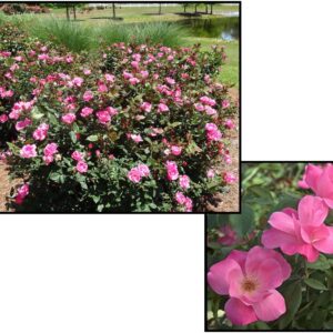 KNOCK OUT® ROSE PINK