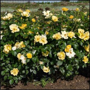 KNOCK OUT® ROSE EASY BEE-ZY™